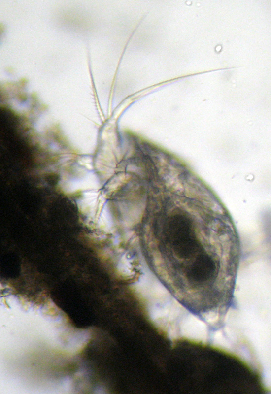 Copepode